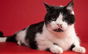 Image result for Dead Cat Zombie