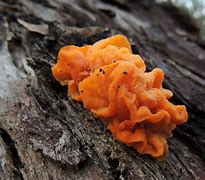 Image result for Apple Tree Fungal Trunk