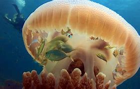 Image result for Bell Jellyfish