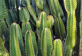 Image result for Cactaceas