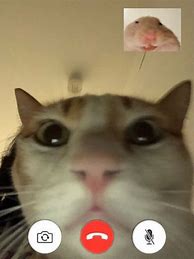 Image result for FaceTime Cute