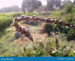 Image result for Tiny Hooks of Seeds