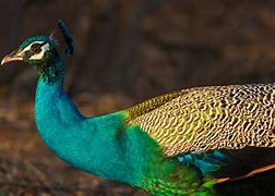 Image result for Peacock
