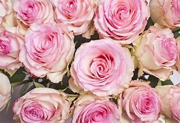 Image result for Rosa Flores
