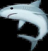 Image result for Shark Emoji Messenger