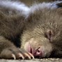 Image result for Happy Sleepy Bear