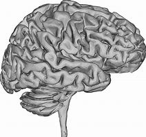 Image result for Brain Cartoon Png