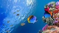 Image result for 3D Tropical Underwater Wallpaper iPhone