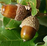 Image result for Oak Tree Seeds