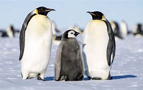 Image result for Emperor Penguin Antarctica