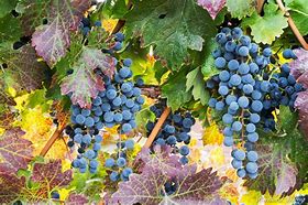 Image result for Wine Grapes of California