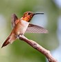 Image result for Mirating Birds