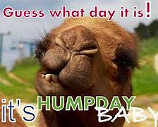 Image result for Hump Day Nature