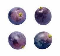 Image result for 4 Grapes