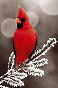 Image result for Cardinale Red