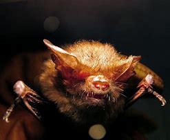 Image result for Creepy Bats