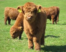 Image result for Cow Breeds Pictures