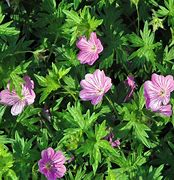 Image result for Geranium Blushing Turtle