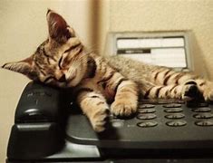 Image result for Cat with a Phone Saku's Call Me