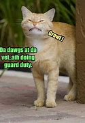 Image result for Grump Cat On Phone Meme