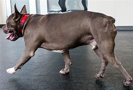Image result for Pit Bull Curled Tail