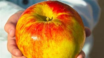 Image result for Giant Apple