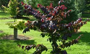 Image result for PARROTIA PERSICA FELICIE