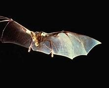 Image result for Vampire Bat Flyng