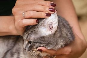 Image result for Cat with Ear Mites