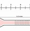 Image result for Metric Ring Size Chart