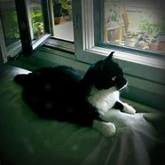Image result for Black and White Cat Funny