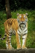 Image result for Golden Tiger iPhone 6