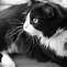Image result for Black and White Bicolor Cat