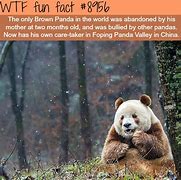 Image result for WTF Fun Facts