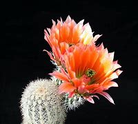 Image result for Beautiful Cactus