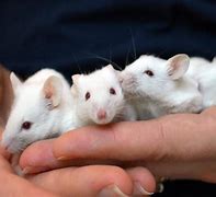Image result for 4 Mice