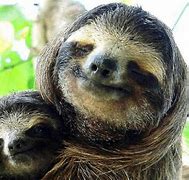 Image result for Weird Sloth Face