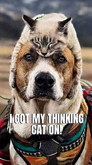 Image result for Memes of Animals