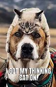 Image result for Funny Animal Pets Memes