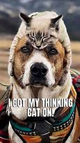 Image result for Crazy Funny Dog Memes