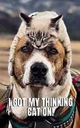 Image result for Animals 1080X1080 Memes