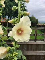 Image result for Alcea ficifolia