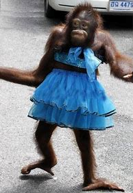 Image result for Funny Monkeys Dressed Up