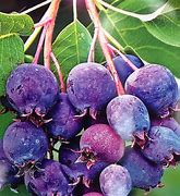 Image result for Amelanchier alnifolia Saskatoon Berry