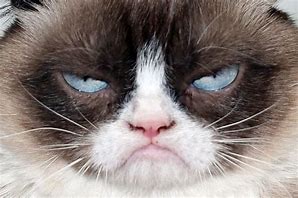 Image result for Grumpy Cat Happy Face