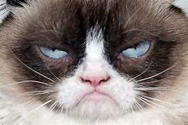 Image result for Grumpy Cat Stubborn