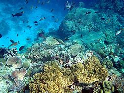 Image result for Blue Yellow Coral iPhone XR
