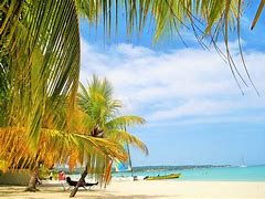Image result for Caribbean Palm Trees
