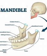 Image result for Bones of the Jaw