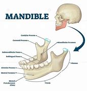 Image result for Lower Jawbone